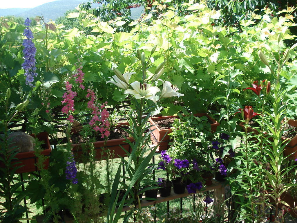 Abruzzo Segreto Bed & Breakfast Navelli Exterior foto